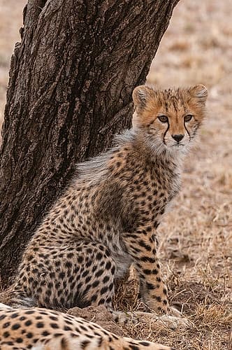 Cheetah cub sitting against a tree trunk Mother rests nearby Masai Mara National Reserve-Kenya Nature Print